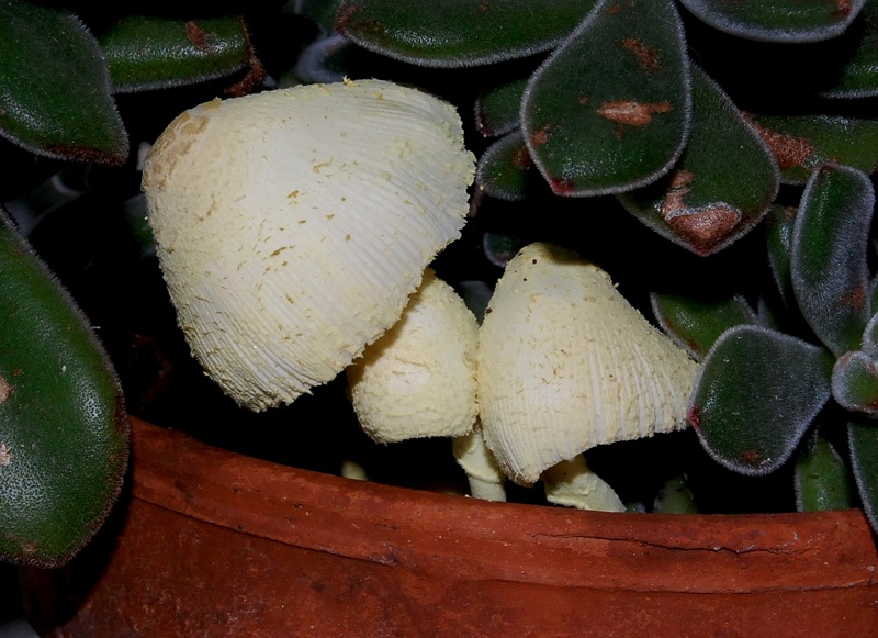 sempre loro (L. flos-sulphuris)
